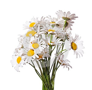 Bouquet of Chamomiles  Ox-Eye Daisy  isolated on a white background