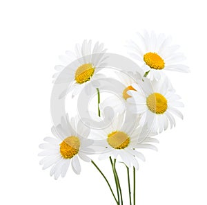 Bouquet of Chamomiles Ox-Eye Daisy isolated on a white background