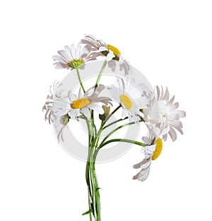 Bouquet of Chamomiles  Ox-Eye Daisy  isolated on a white background