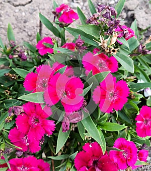 A bouquet of china pink, sweet William  flowers