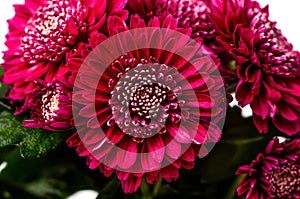 A bouquet of Chrysanthemum indicum purple flowers