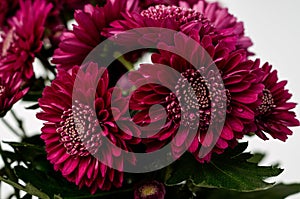 A bouquet of Chrysanthemum indicum purple flowers