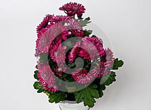 A bouquet of Chrysanthemum indicum purple flowers