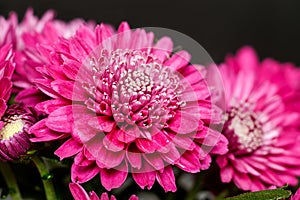 A bouquet of Chrysanthemum indicum purple flowers