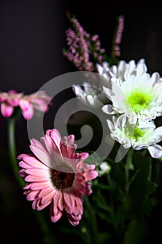 Bouquet of chrysanthemums and gerberas with a rose on a black background