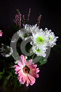 Bouquet of chrysanthemums and gerberas with a rose on a black background