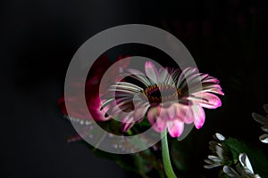 Bouquet of chrysanthemums and gerberas with a rose on a black background