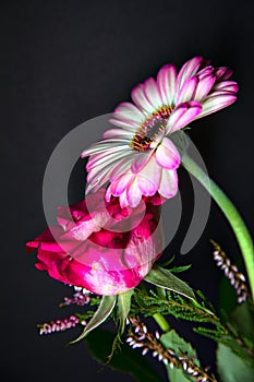 Bouquet of chrysanthemums and gerberas with a rose on a black background