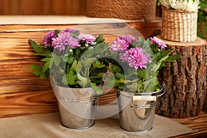 Bouquet chrysanthemums growing in pot in terrace. Potted chrysanthemum on back autumn yard garden. Pink house flowers in pots on b