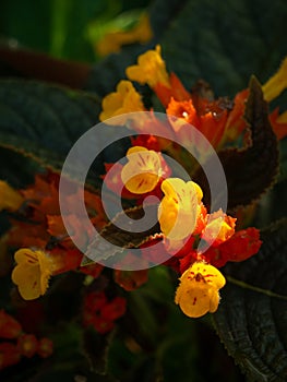 Bouquet of Chrysothemis Pulchella Decne Flower Blooming