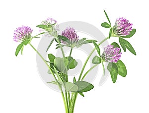 Bouquet of clover flowers isolated on white background. Trefoil flowers. Trifolium pratense