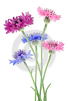 Bouquet of colored cornflowers isolated on white background. Bachelor button flowers