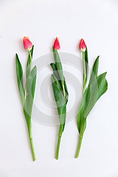 Bouquet of colored tulips on a white background. Spring flowers. Colored tulips, Lovely tulip flowers composition.