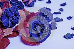 Bouquet of colored, wilted, blue roses with red foliage