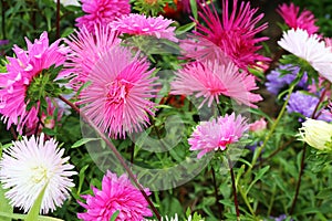 Bouquet of colorful Asters flowers in the garden