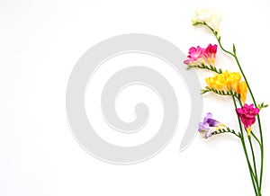 Bouquet of colorful freesia flowers on white for spring and summer holidays and post card