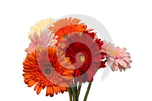 Bouquet of colorful gerbera flowers isolated on white