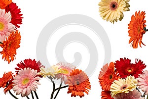 Bouquet of colorful gerbera flowers isolated on white