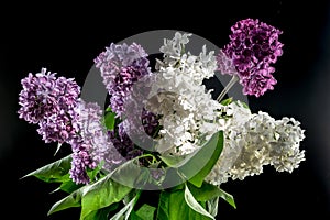 Bouquet of colorful lilacs on a black background