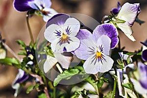 A bouquet of colorful pansy flowers