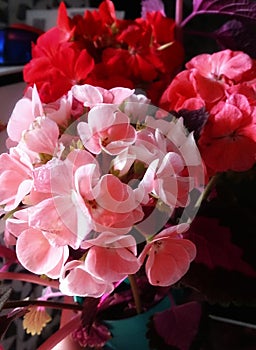 bouquet of colorful pelargoniums