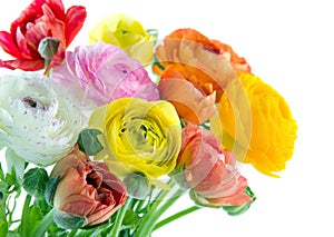Colorful ranunculus flowers