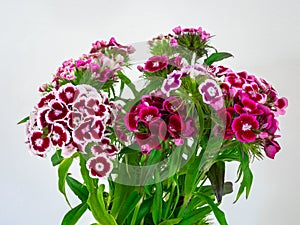 Bouquet of colorful Sweet William