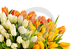 Bouquet of colorful tulip flowers spring freshness