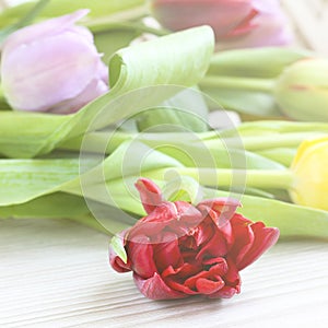 Bouquet of colorful tulips