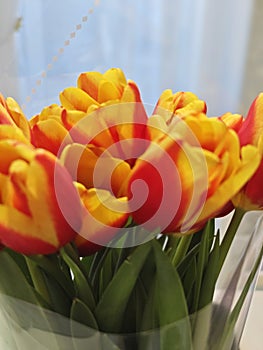 Bouquet of colorful tulips