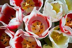 A bouquet of colorful tulips. beautiful spring flowers. background for decoration for the Easter holiday.