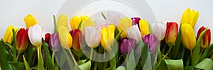 A bouquet of colorful tulips. beautiful spring flowers. background for decoration for the Easter holiday.