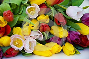 A bouquet of colorful tulips. beautiful spring flowers. background for decoration for the Easter holiday.