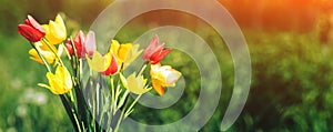 Bouquet of colorful tulips on nature blurred background. Spring tulips, copy space. Easter greeting card. Spring holidays. Spring