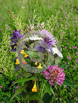 Bouquet of colorful wild flowers