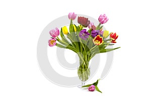 Bouquet of coloured tulips