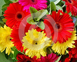 Bouquet of Colourful Gerbera Flowers