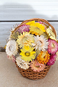 Bouquet of colourful  strawflowers in a wickery basket - autum decoration of golden everlasting on the table