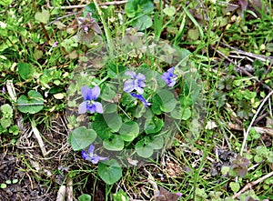 A bouquet of common blue violet flowers and green heart-shaped leaves.