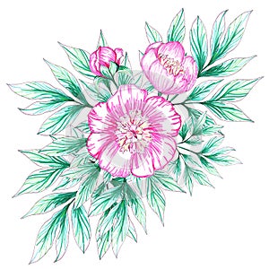 Bouquet composition of a pink peony bud with buds, leaves, drawing by hand with felt-tip pens.