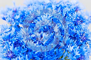 Bouquet of cornflower flowers with bokeh, floral photo