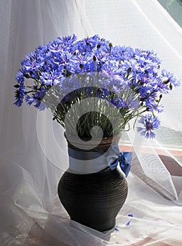 Bouquet of cornflowers