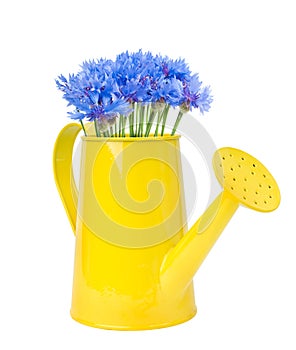 Bouquet of cornflowers in a yellow watering can