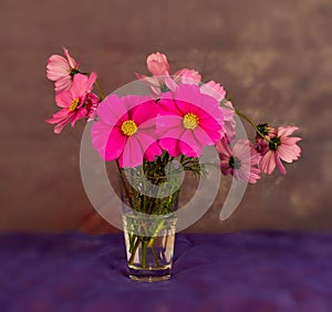 Bouquet of Cosmea flower