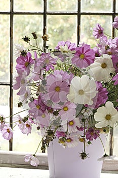 A bouquet of Cosmos flowers in a bucket on the background of an old  iron window frame. The last flowers of the Cosmos in autumn