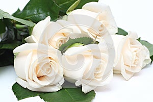 Bouquet of cream roses