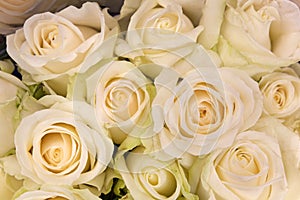 Bouquet of cream-white roses