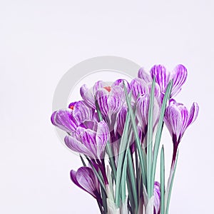 Bouquet of crocus flowers. First spring flower with copy space for wishes or your design