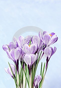 Bouquet of crocus flowers. First spring flower. Natural flowery background