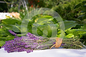 Bouquet of cut lavender on a table in the garden